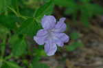 Carolina wild petunia